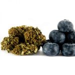 CBD flores Blueberry 1