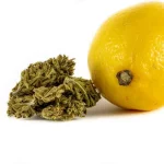 Super Lemon Haze CBD Flores Super Lemon Haze CBD Flores CBD-super-lemon-haze 1 1