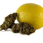 B068-000V-0.jpg Lemon Haze PREMIUM CBD Flores Lemon Haze PREMIUM CBD Flores CBD-super-lemon-haze-premium 1 1